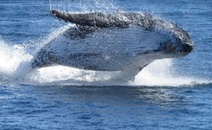 Descubren los genes que hicieron gigantes a las ballenas