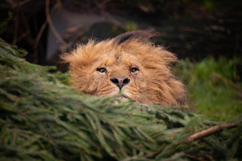 Knowsley Safari recicla viejos árboles de Navidad en Londres