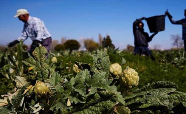 La mitad de los agricultores que reciben ayudas de la PAC tienen más de 65 años