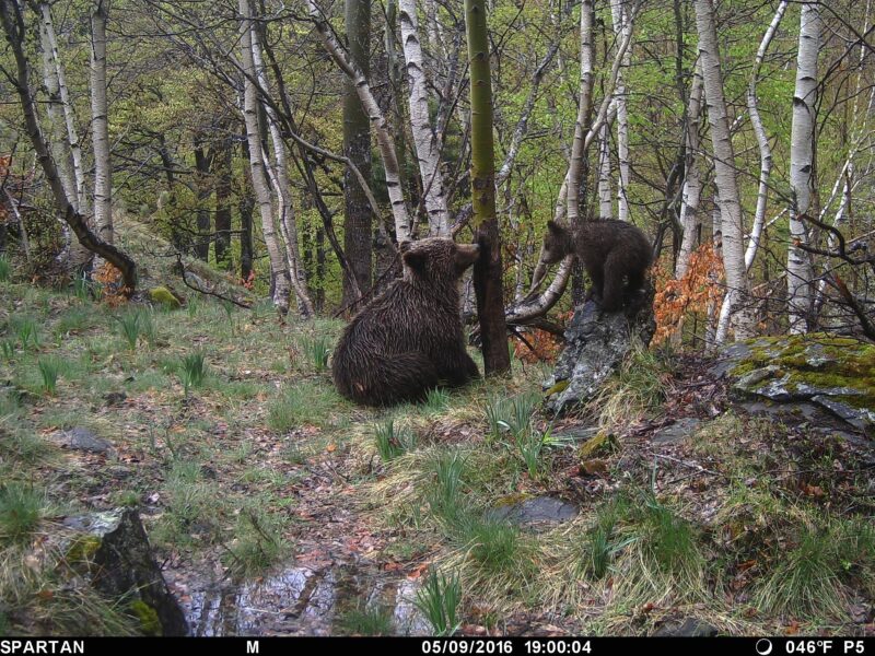 La población de oso pardo en la Cordillera Cantábrica se "consolida" con 370 ejemplares