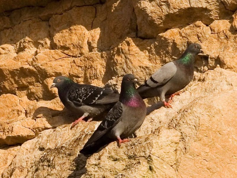 Las palomas comparten proceso mental con la inteligencia artificial avanzada