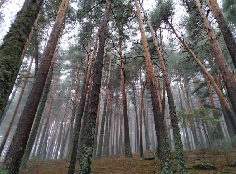 Los bosques mediterráneos son cada vez más vulnerables al cambio climático, según un estudio