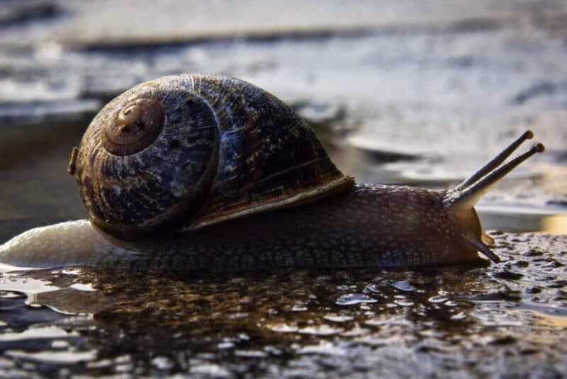 Nuevo adhesivo para heridas a partir de moco de caracol