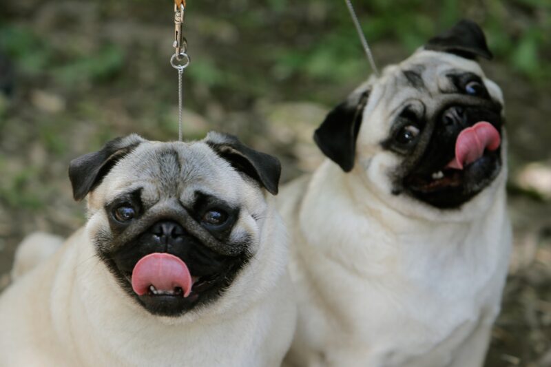 Perros carlinos en Paises Bajos