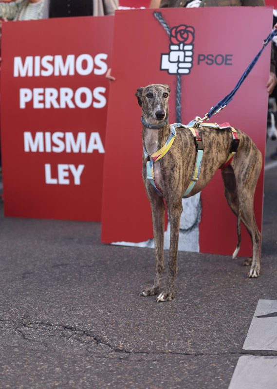 Podemos acusa al PSOE de poner en peligro de forma "deleznable" la ley de animales con su exclusión a perros de caza