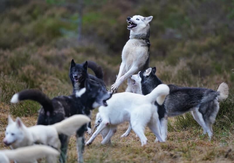 Rally de perros de trineo en Escocia