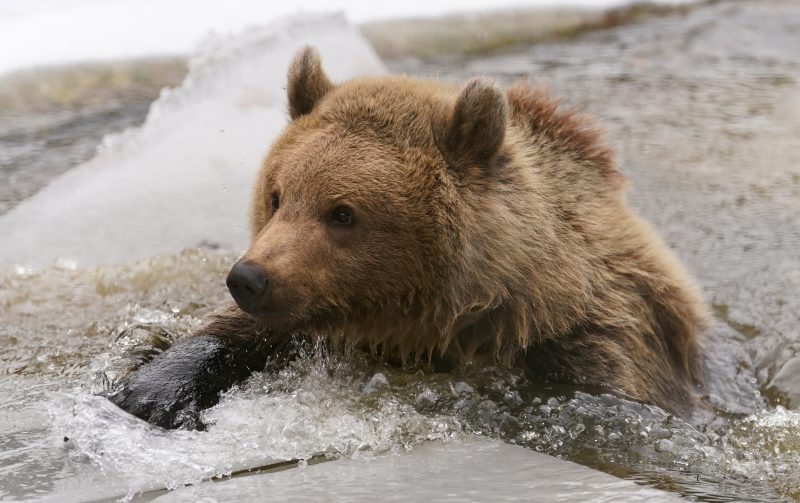 Cachorro de oso reubicado en Wildwood Trust en Kent