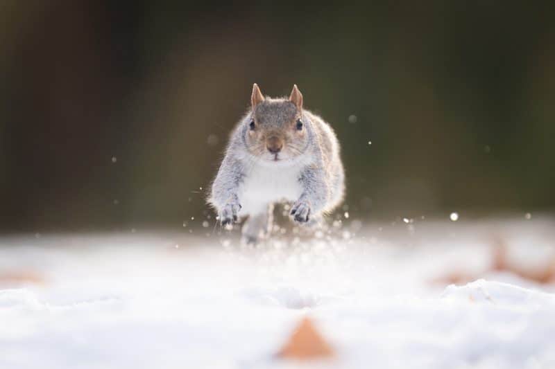 Clima invernal en Londres