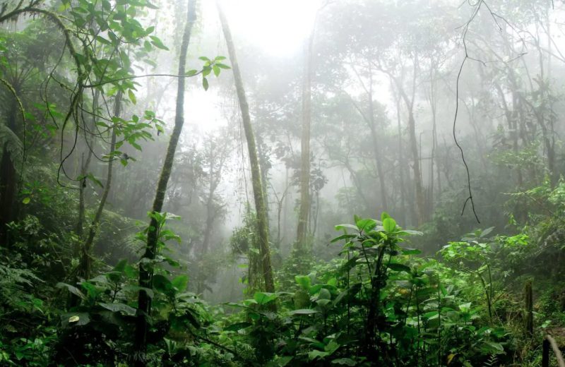 Las grandes marcas de moda se comprometen a eliminar de sus tejidos los bosques en peligro de extinción